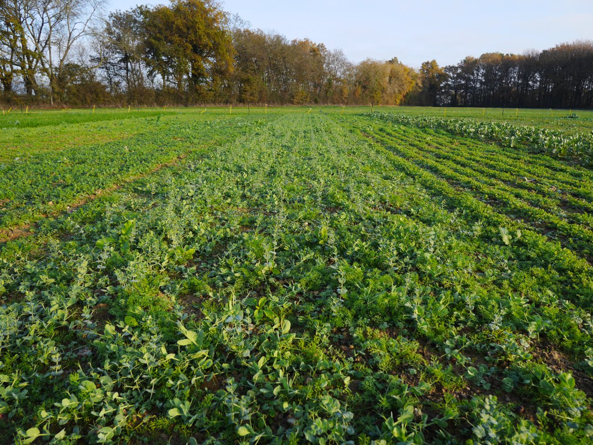 CapProteines's tweet photo. À la station expérimentale #Arvalis de la Jaillière (44), essais #CapProtéines pour évaluer l’évolution du rendement et de la valeur alimentaire de 15 #légumineuses (trèfles, vesces, féverole, lentille et pois) ☘️🌱🌿
#CeuxQuiFontLesEssais https://t.co/NXJii5O5Cw