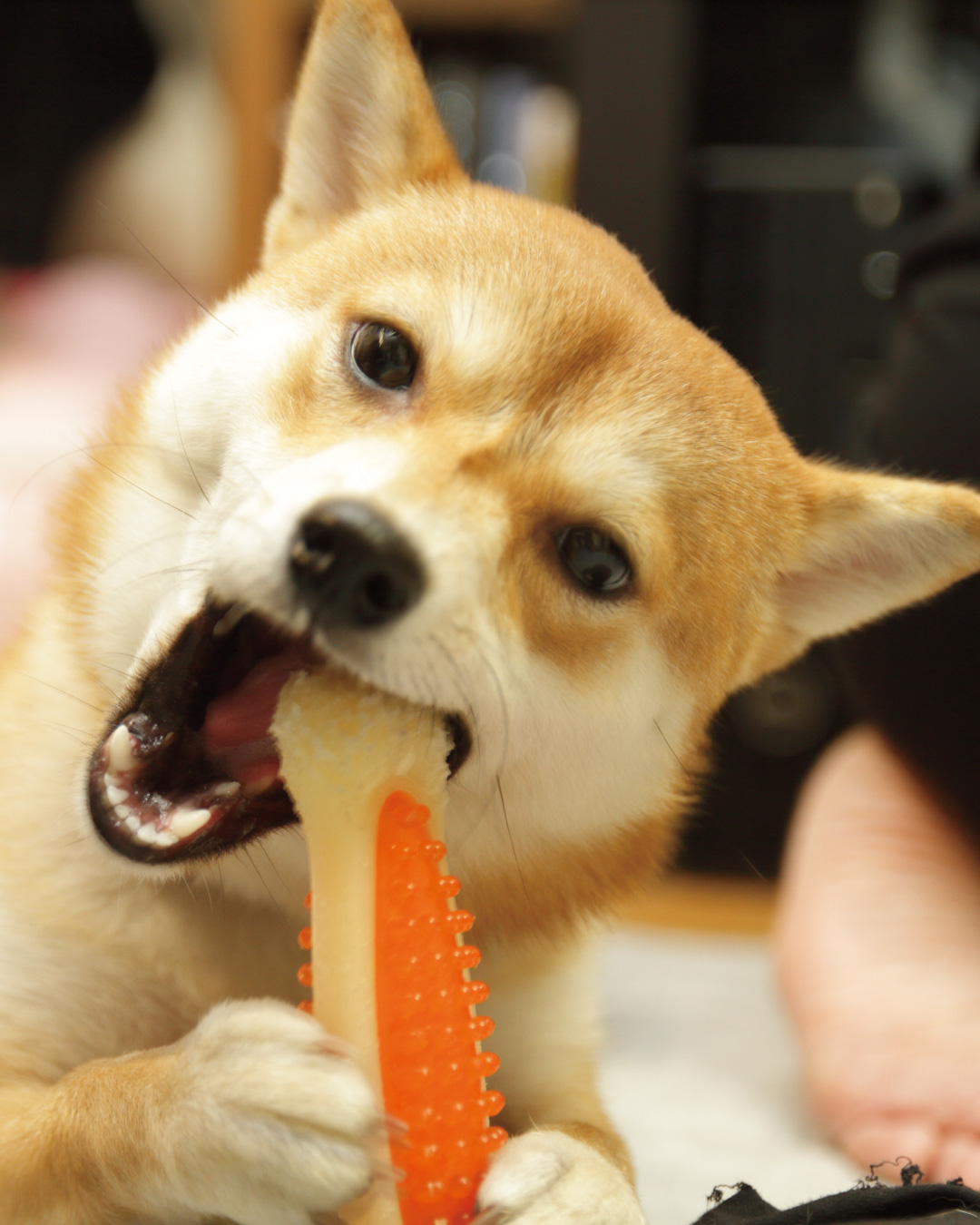 カメラ目線犬 Twitter Search Twitter