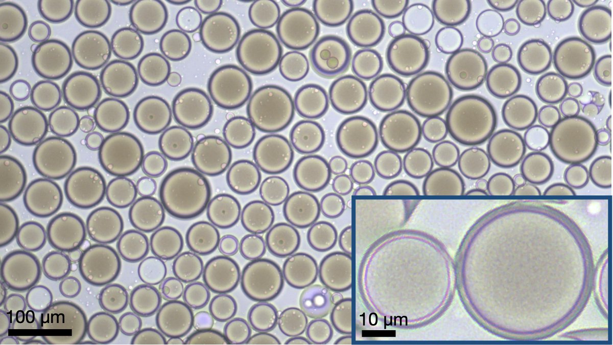 VogelLab's tweet photo. Little budget, no microfluidic experience, but want to make water-in-oil-in-water droplets? No problem! With @SMaL_EPFL, @_Wang_JW_ developed a method to make double emulsions of a single core and a micrometre-thick shell, using centrifuge tubes and a vortex mixer. In Adv. Mater. https://t.co/1rix1cNxFe
