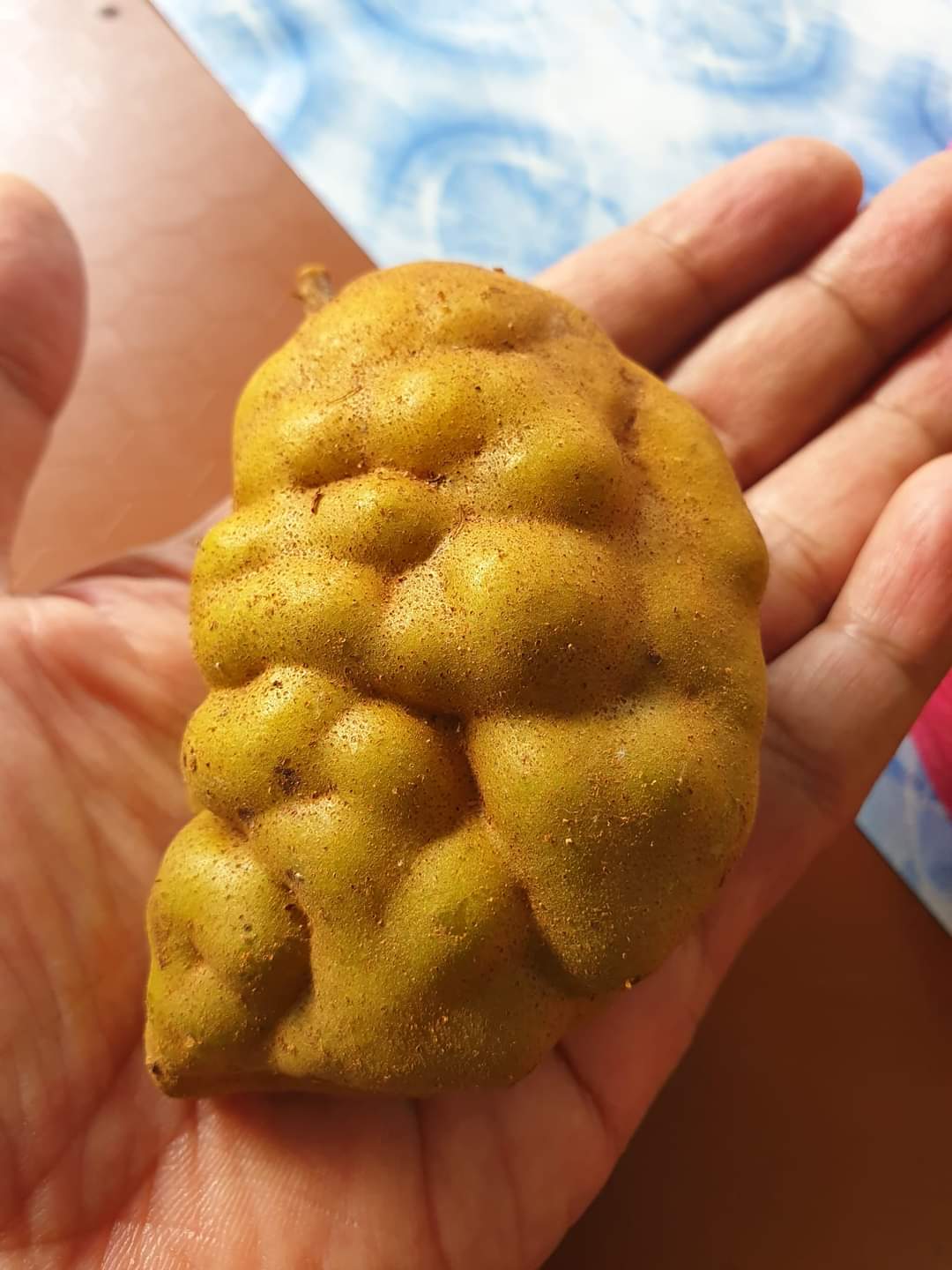 Sumariyah Idris on X: "Buah katak puru" / X