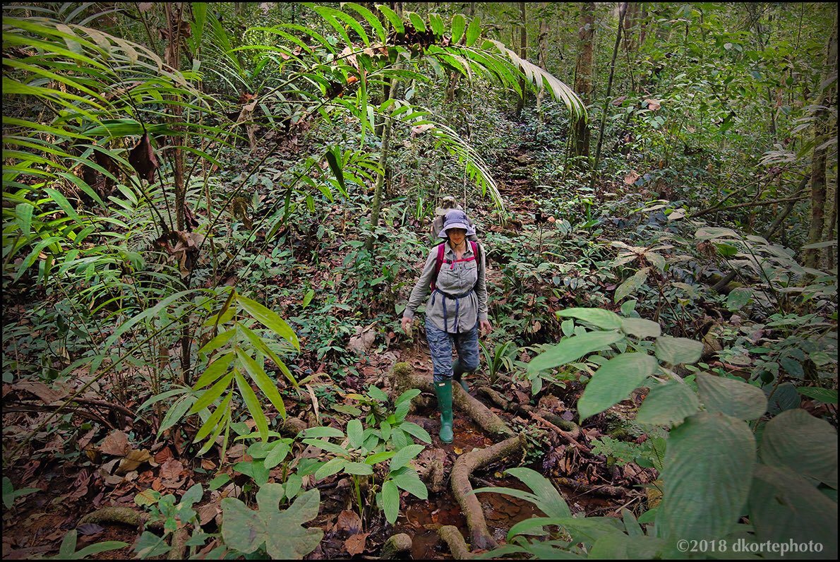 CouncilTourism's tweet photo. LIBERIA-The Gateway for Tourism
Celebrating the important efforts of Sustainable Biodiversity Conservation in Africa. #SustainableTourism #SustainableBiodiversity #Liberia 
@Visit_Liberia https://t.co/0aXpTuq47S