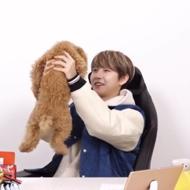 HRJVISUAL's tweet photo. introducing the puppy: V! https://t.co/jK9b2twoIJ