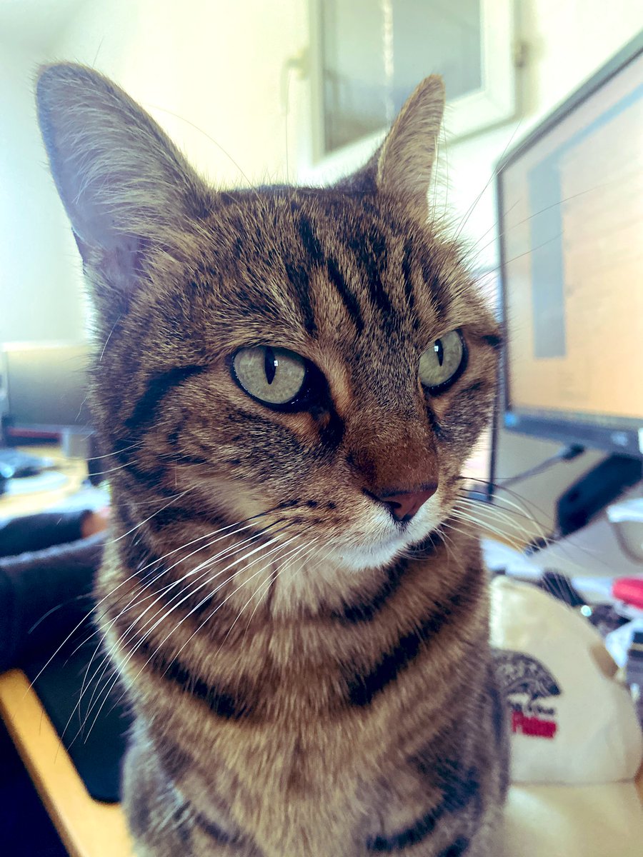 NathalieTORNEL's tweet photo. La mascotte de #styleo 😻 une ronron-thérapie sur pattes !
Une belle journée à tous ☀️ #agencedecom #mascotte #catlovers #humourdujour #Frejus #createurdevotrebusinessdigital https://t.co/2QrM5YuKbQ