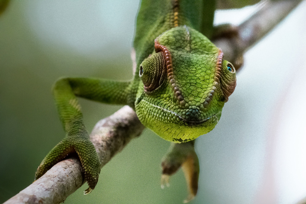 LIBERIA-The Gateway for Tourism
Celebrating the important efforts of Sustainable Biodiversity Conservation in Africa. #SustainableTourism #SustainableBiodiversity #Liberia 
<a href="/Visit_Liberia/">Visit Liberia</a>