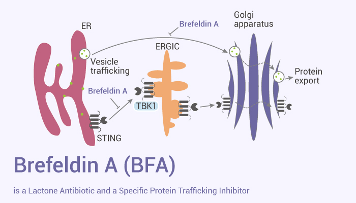 MedChemExpress's tweet photo. #Brefeldin A is a #lactone antibiotic and a specific #inhibitor of protein trafficking. An #autophagy and #mitophagy #inhibitor. A #CRISPR/#Cas9 activator. #HSV-1 #anticancer. #drugdiscovery. https://t.co/bgJq2m9yU1 https://t.co/9WDvUvTEu4