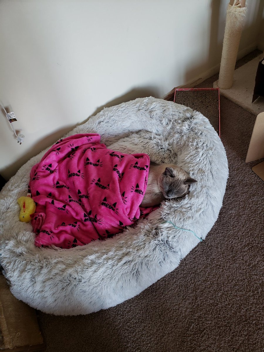 JulesandN's tweet photo. On today's episode of "cuteness overload"...

#cute #Cutenessoverload #CatsOfTwitter #CatsOnTwitter #cats #CatsofTwittter #CatsLover #CatsOfTheDay https://t.co/8ZBtgkIjQl