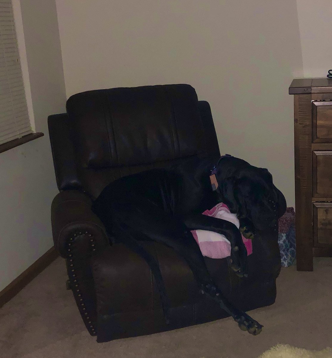 K_rum98's tweet photo. This is my couch doggo isn’t she cute all snuggled up https://t.co/yWnrh3BFUl