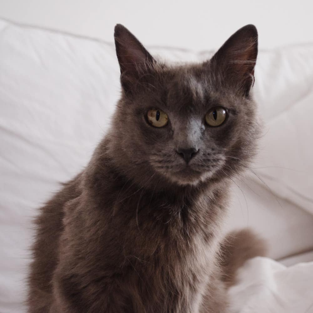 gatos_ar's tweet photo. Venus, da queeen 🤩

Hermosa gatita adulta, sociable y sana! Ya está castrada y desparasitada. Busca a su persona para siempre hace muuuuucho, nos ayudas con un RTW? 

Vamos que antes que termine el año Venus tiene que conocer a su familia💘

@VivirEnNuevaCba 
@VivireNuevaCba https://t.co/9nWA2NTJqp