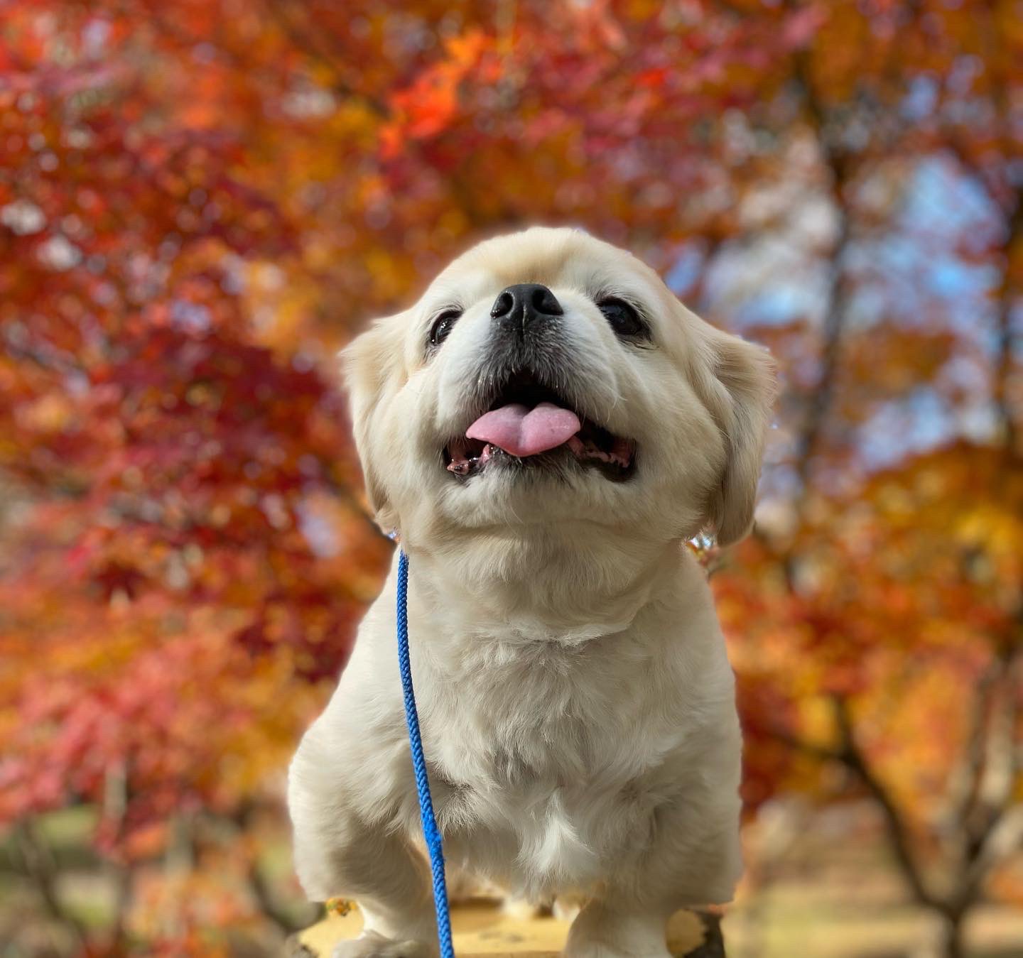 ドイツ村公園 Twitter Search Twitter