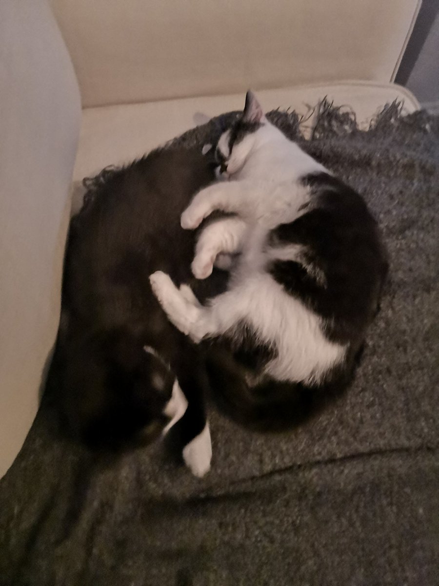 harrycoan's tweet photo. @thecryptokid__ Fun fact I have two cats, they're called Chaos and Echo. https://t.co/09lzXOWqHs