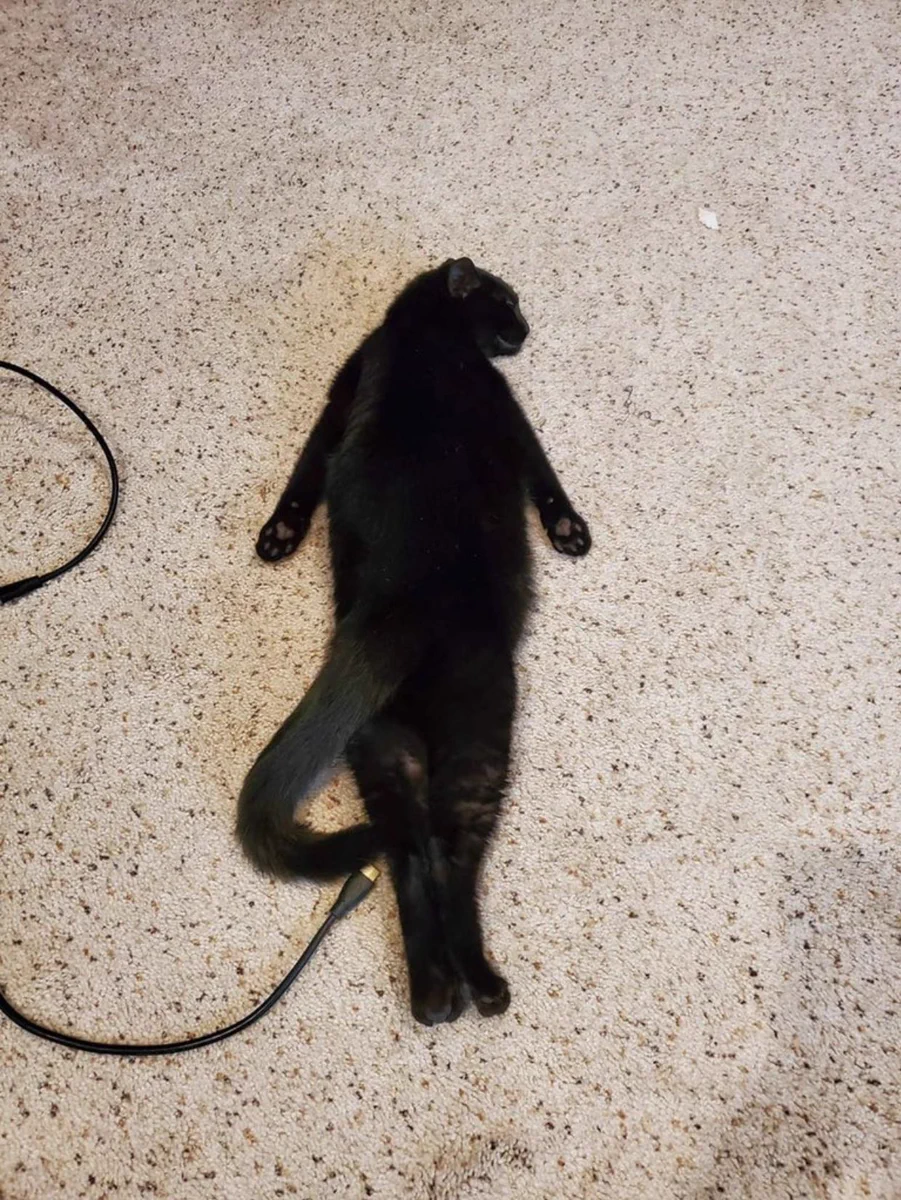 充電失敗？いつの間にか抜けてた猫の電源ｗｗ