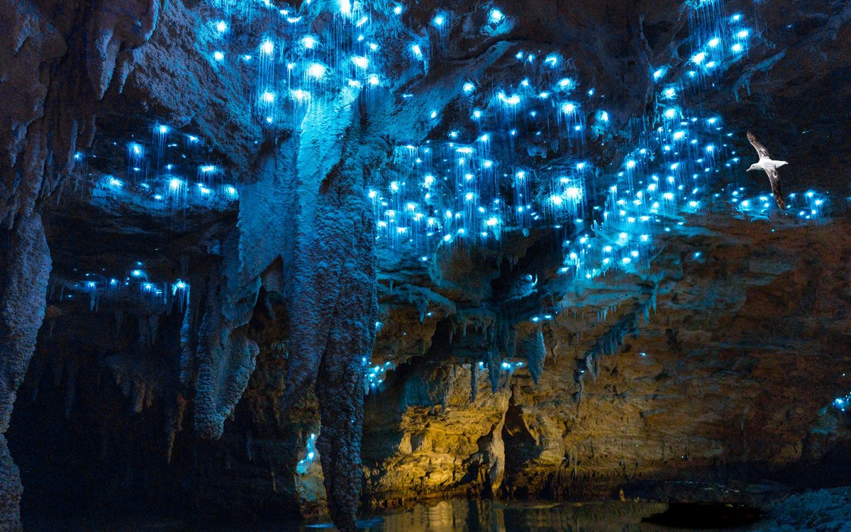 GalacticAlbatrX's tweet photo. #GlowWorm caves, reminders of the stary night sky. #Peace and #Quiet are paramount in observing this #natural wonder. Strange how inner silence often results in light from other worlds infiltrating our consciousness. 
Observations of the #WanderingAlbatross https://t.co/ZbFxR5lUmr