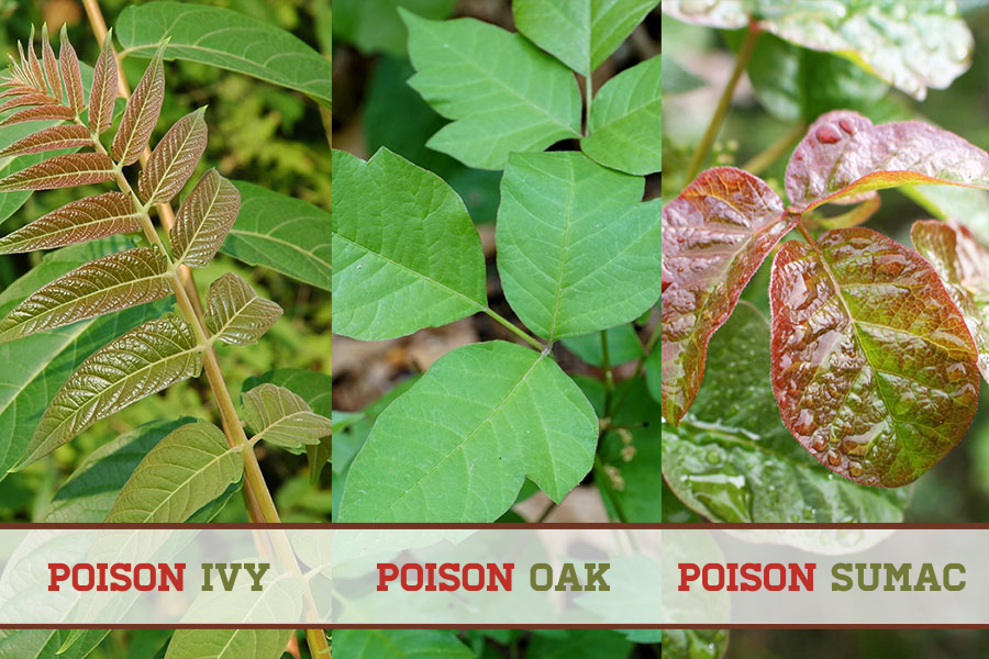 OutdoorJoes's tweet photo. Know your poisonous plants! Outdoor Joe's® protects you from more than just poison ivy!
Prevent itchy rashes today: https://t.co/qiLGqVBd7K
#stoppoison #plants #ODJ https://t.co/VmH1RcP9J4