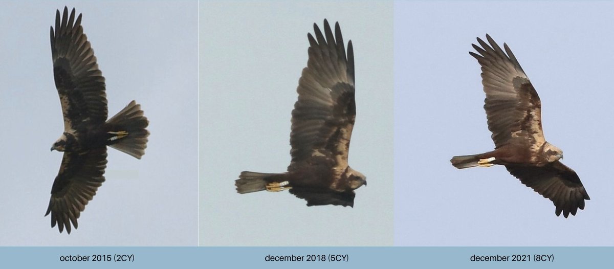 Female #MarshHarrier ringed in 2014 in the nest #AiguamollsEmpordà. 
Today, breeding female in her 8CY in the same area, only 3.5 km from where she was born. Two notes: the plumage design and iris colour acquired at the end of the 2CY does not change over the years.
