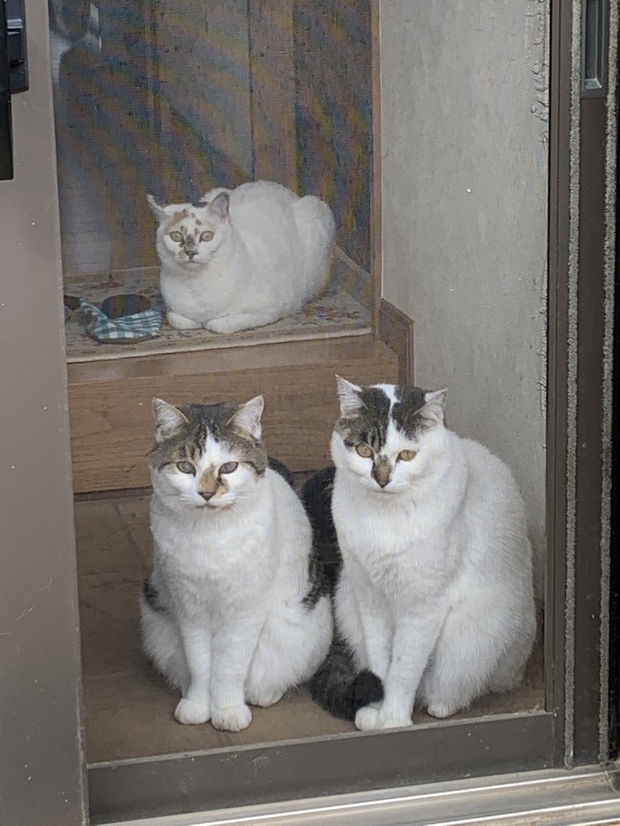tukimurasora's tweet photo. うちの猫たち。母猫が同じ3匹きょうだい(チビが1歳年上)
長女チビ。チビ子、チビ姉、ちぃちゃん。
次女りん。りん子、りんりん、チョロ子。
長男こたろー。こた、わんわん、おっさん。 https://t.co/aNbft7phe0