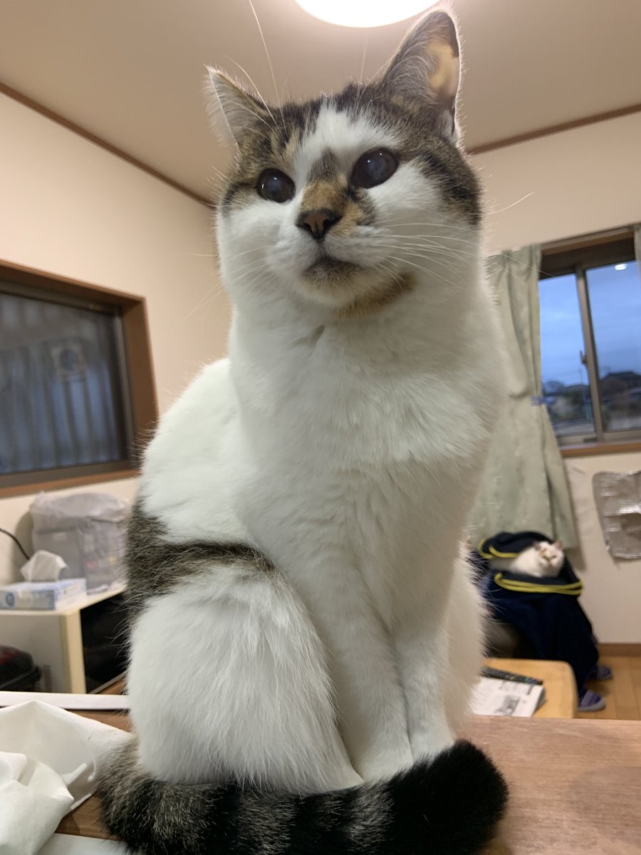 tukimurasora's tweet photo. うちの猫たち。母猫が同じ3匹きょうだい(チビが1歳年上)
長女チビ。チビ子、チビ姉、ちぃちゃん。
次女りん。りん子、りんりん、チョロ子。
長男こたろー。こた、わんわん、おっさん。 https://t.co/aNbft7phe0