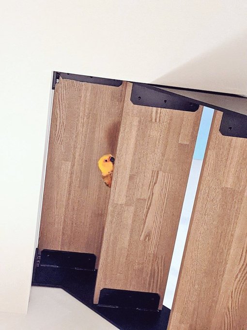 階段から監視してくる鳥肉 