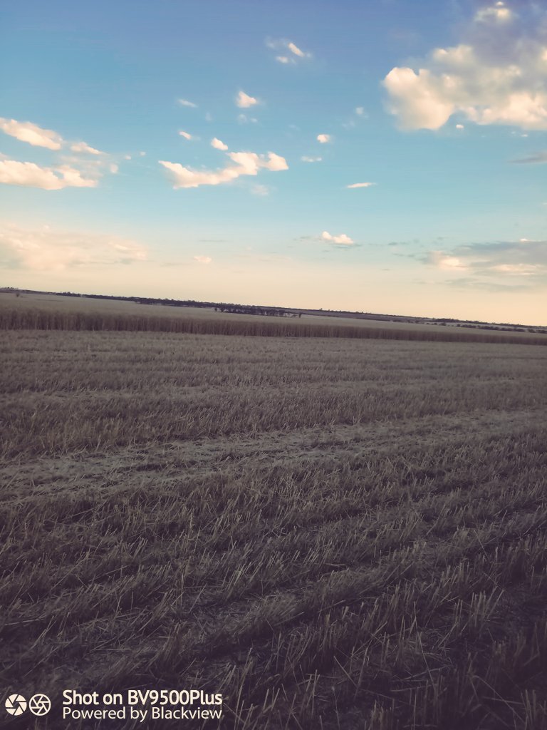 Struan Farms tweet media