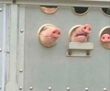 The first time they see sunlight is on their way to the slaughterhouse.
