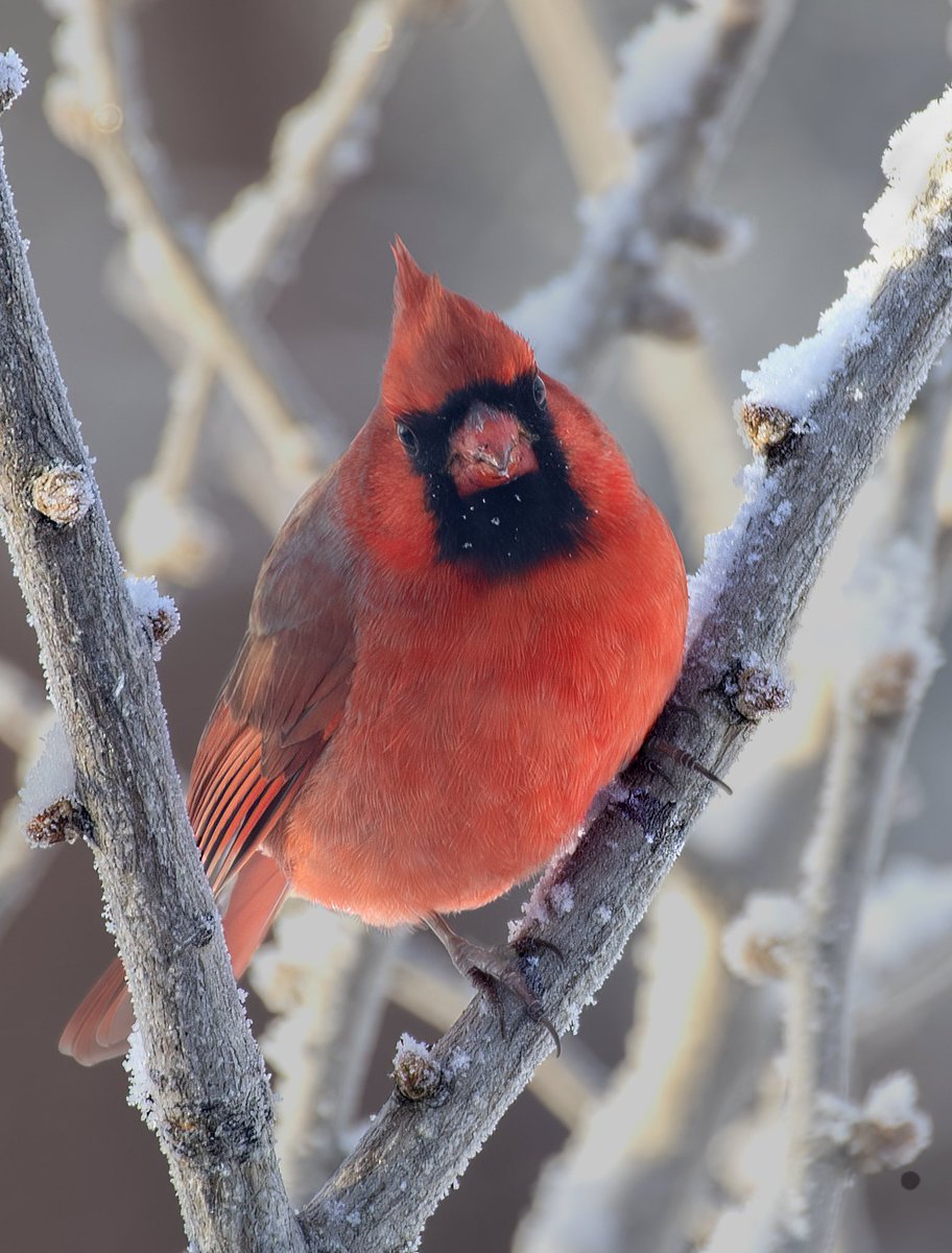 MarcotheLuck's tweet photo. « Looking radiant, just for you !! ».  Male Northern Cardinal can’t never be missed after a snow fall.  Wishing you all a ‘radiant’ Tuesday for Day #7 of #ArtAdventCalendar #birdwatching #birdphotography  #BirdPortraits https://t.co/TbRCwUJXpr