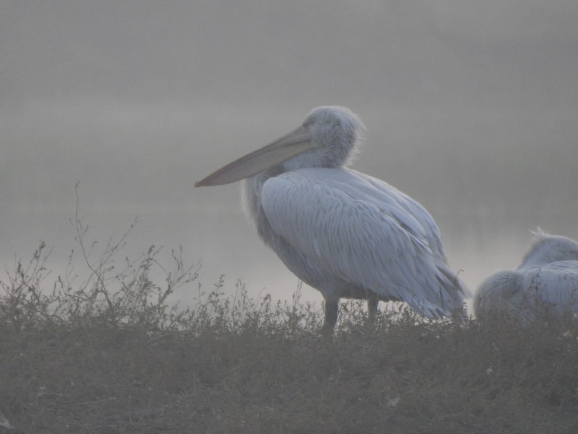 vncindia's tweet photo. Therefore, stay tuned, and keep following us on our social media handles.
#OOSM
#BirdWatchingTrip
#Nature
#VNCIndia
#VNCUSA
1/2 https://t.co/p93yq16PZF