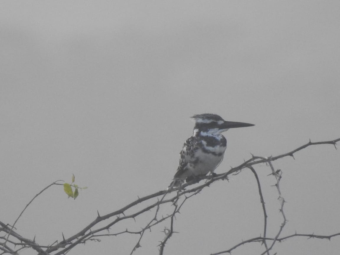 vncindia's tweet photo. Therefore, stay tuned, and keep following us on our social media handles.
#OOSM
#BirdWatchingTrip
#Nature
#VNCIndia
#VNCUSA
1/2 https://t.co/p93yq16PZF