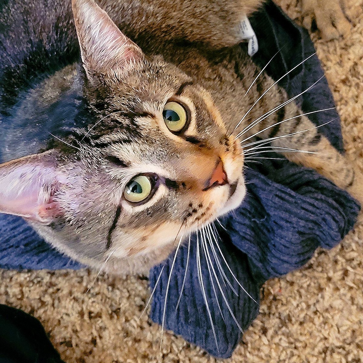 Lord_Fezzik's tweet image. My catvent calendar is fun
But I have something better! 
What could beat a box of toys?
The human's favorite sweater! 

#NaughtyList #NotAToy #ItsMineNow #CatsOfTwitter