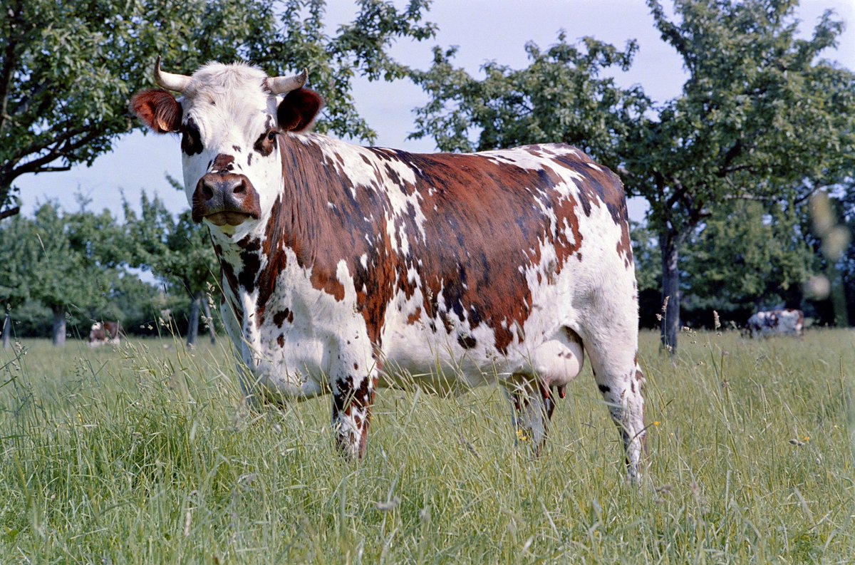 « Avec le contrat tripartite éleveur - <a href="/natup/">Hal Huff</a> - <a href="/lidlfrance/">Lidl France</a> , j’ai amélioré la valorisation de mes vaches et mon travail est mieux rémunéré, à sa juste valeur » 
<a href="/HeronElise/">Elise Héron</a> , éleveuse du Pays de Caux en <a href="/RegionNormandie/">Région Normandie</a>