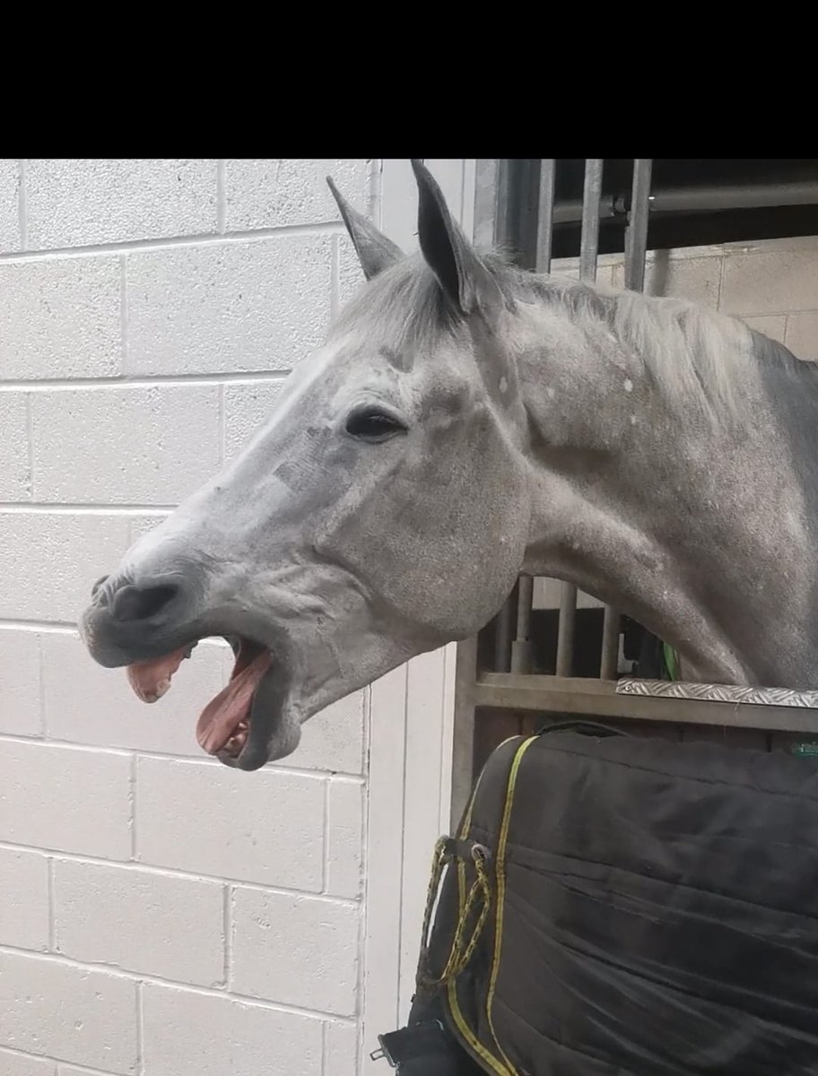 ASPoliceHorses's tweet photo. Max is finding this police horse lark a tad tiring! #timeforasnooze https://t.co/OzqoLMldbt