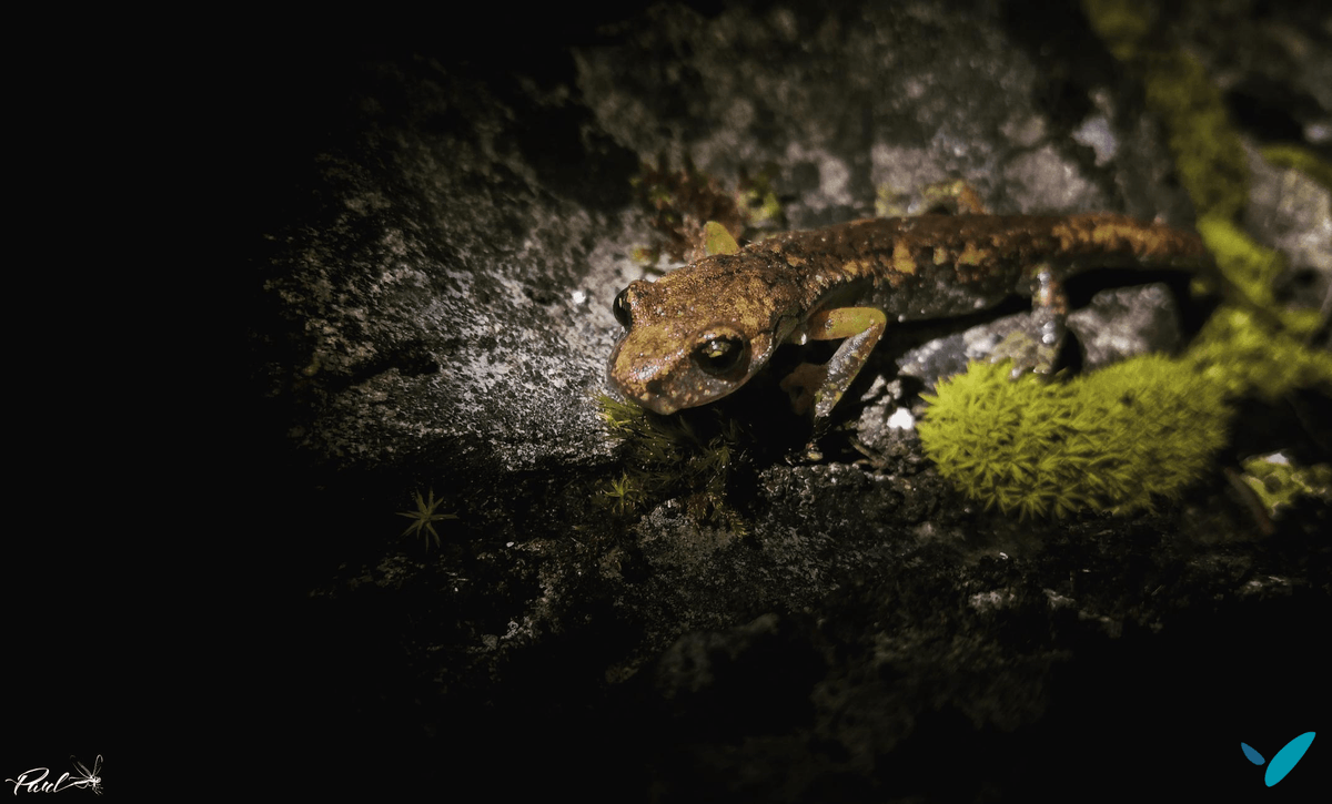 NaturaliaEnv's tweet photo. Inventaire faune/flore pour nos écologues lors d’un projet de confortement de parois rocheuses vers #Nice! L’inventaire s’avère nécessaire pour témoigner de l'état initial d'un site et envisager le plus justement les impacts d’un projet sur la #biodiversité.
© Paul Ménard https://t.co/xNu0Rbuukf