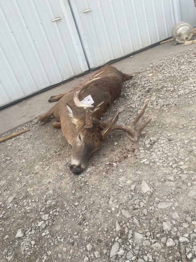 Lisa Thorne (@lisahunting) on Twitter photo 