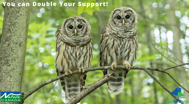 MargaretAtwood's tweet photo. Climate change, habitat loss, outdoor cats, windows, pesticides…. There’s no shortage of issues for birds.  Help me save birds – donate to @NatureCanada before Dec 31st and I’ll match your gift  #savebirdlives  https://t.co/Jty9XRhhfb https://t.co/6TjDvdTuz6