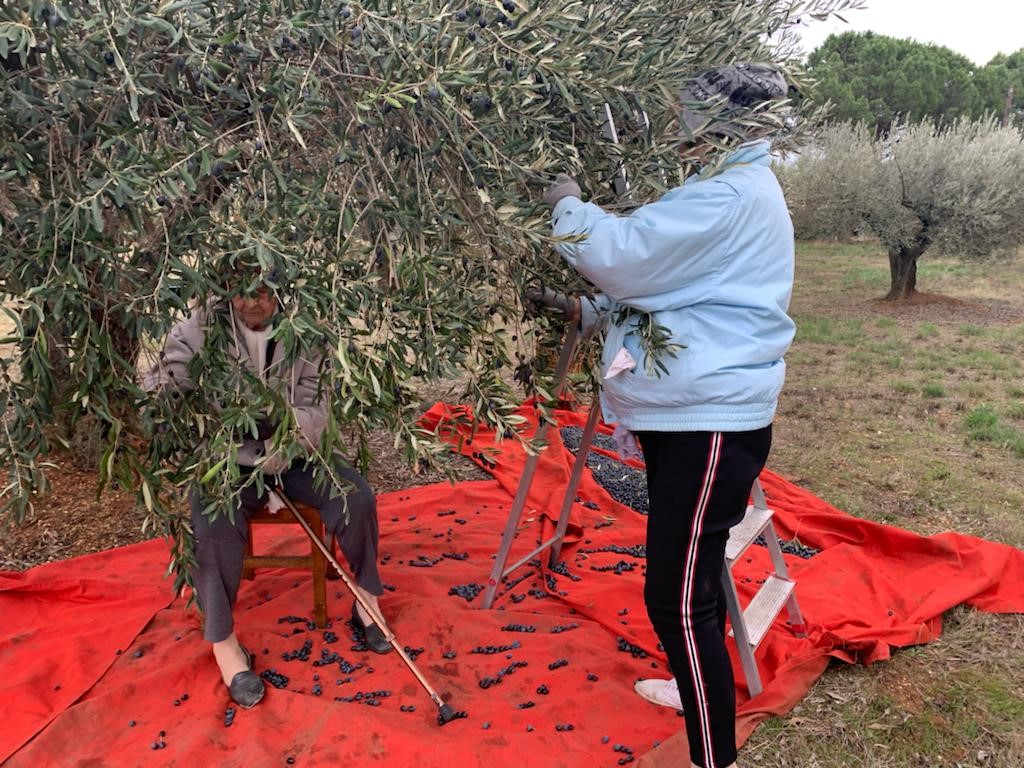 Cal desconnectar una mica i aixecar-se de la cadira, més quan el millor gimnàs el tens a la porta de casa. Ahir fent la darrera arrabassada d'olives a la campanya de #Beziers amb la cosina Mitée i els seus 100 anys.