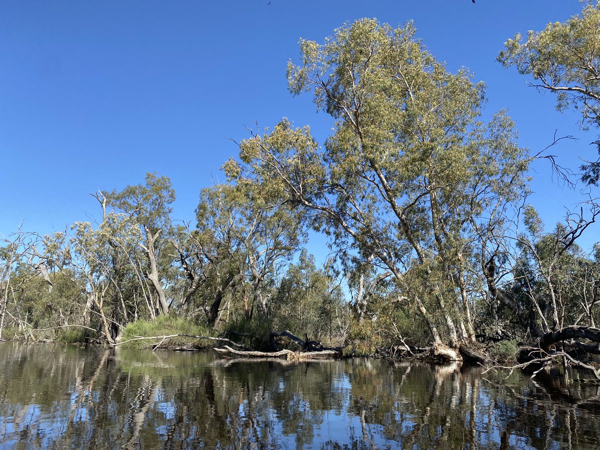 Aerial and on-ground surveys of the middle and lower Lachlan wetlands have been astounding this week… #Waterforwetlands #inlandrivers #wetlandsindrylands @nswenviromedia @theCEWH @MQEarthEnv @riversnetwork @ADRN_rivers @1000IRP @intlrivers