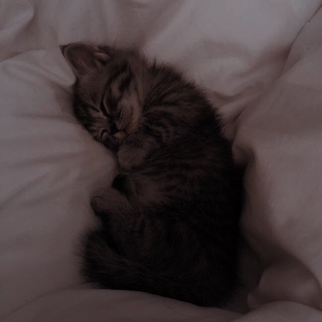 EntregasExpress's tweet photo. ࿐  Ψ 𝐏𝐞𝐝𝐢𝐝𝐨: gato

⠀ 𝐃𝐞: @flvmenguiszta
   𝐏𝐚𝐫𝐚: @diciembrz 

      ⠀» : cuida bem dele https://t.co/71WiDZjTuH