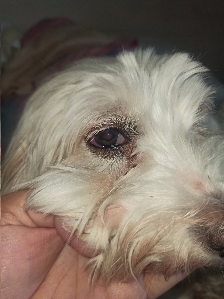 The Shooter tweet media