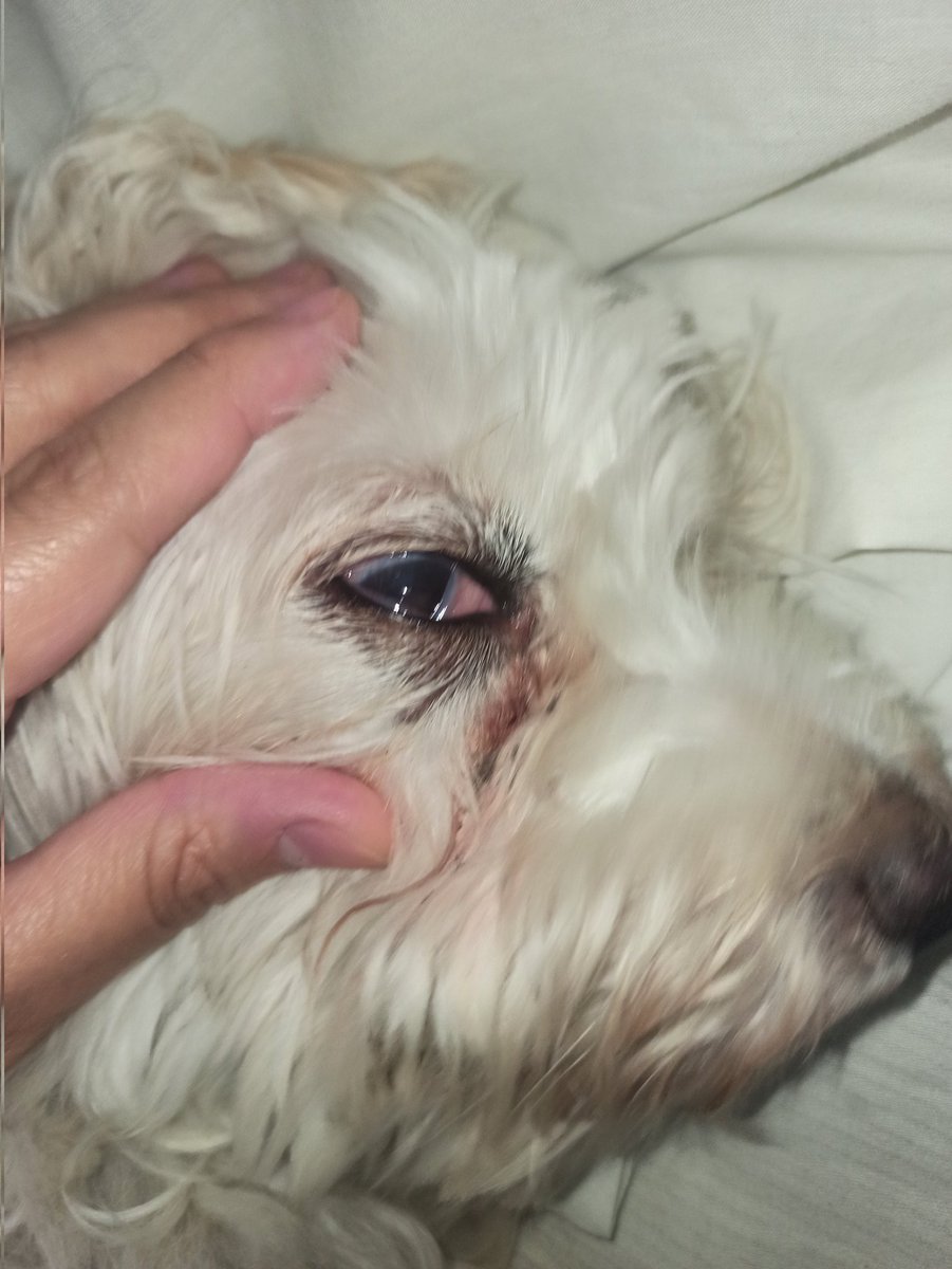 The Shooter tweet media