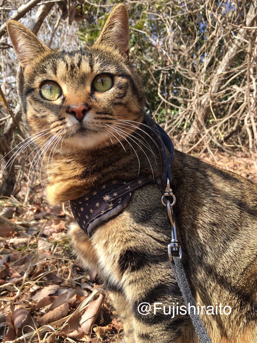 Fujishiraito's tweet photo. 飼い主の欲目かもしれないけど、うちの子モデル猫🐈になれそう
カメラ目線完璧です！
モデルは家に押しかけてきて飼い猫になったまるちゃん💕
#猫　#保護猫　#猫がいる幸せ  #うちの子自慢　#猫好きさんと繫がりたい https://t.co/I1V6HuAnmQ