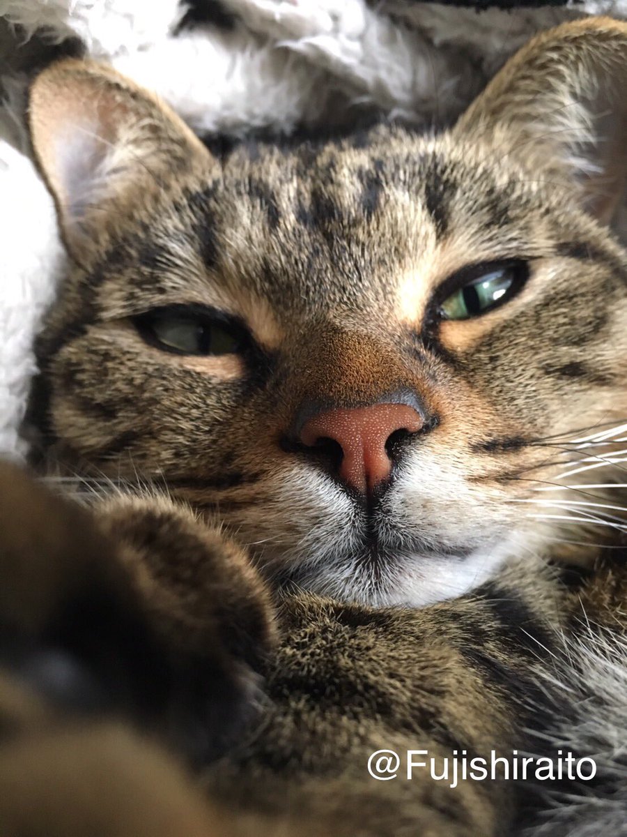 Fujishiraito's tweet photo. 飼い主の欲目かもしれないけど、うちの子モデル猫🐈になれそう
カメラ目線完璧です！
モデルは家に押しかけてきて飼い猫になったまるちゃん💕
#猫　#保護猫　#猫がいる幸せ  #うちの子自慢　#猫好きさんと繫がりたい https://t.co/I1V6HuAnmQ