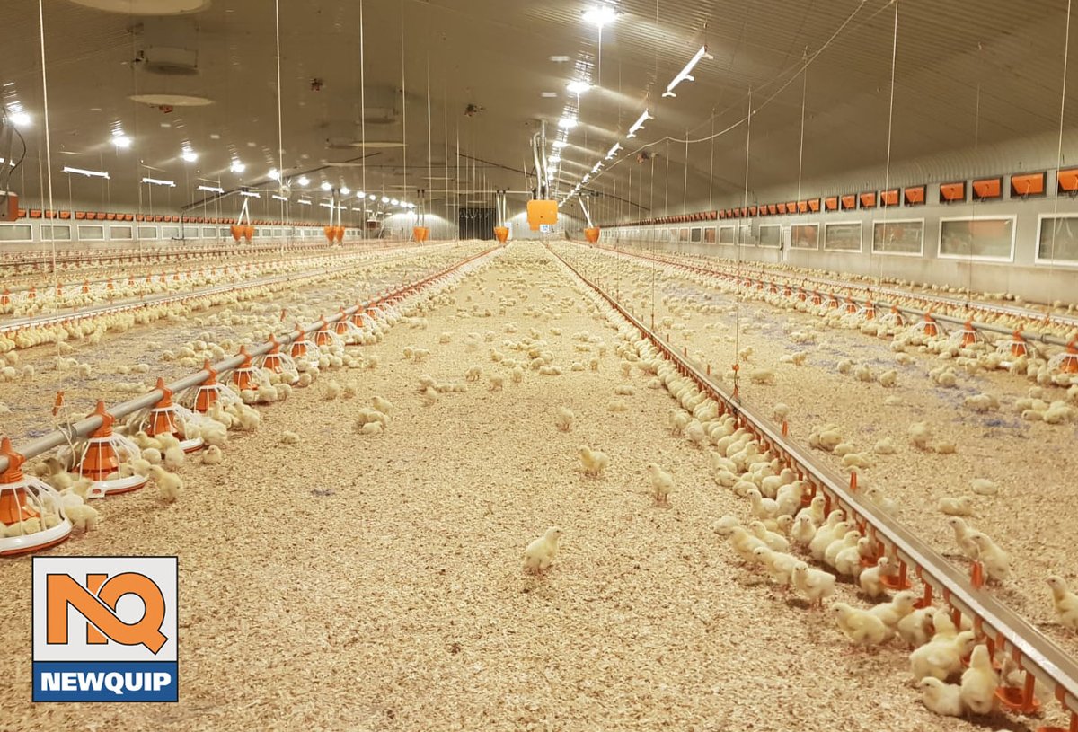 NewquipLtd's tweet photo. 3rd crop settling into their surroundings nicely for our customer near Tamworth. Their first two crops yielded over 400 EPEF*! Fingers crossed for the hat trick! ๐ช๐ผ๐ฅ๐
*European Production Efficiency Factor
#Newquip #BritishPoultry #ukfarming #BigDutchman #committedtopoultry https://t.co/tJgercYREL