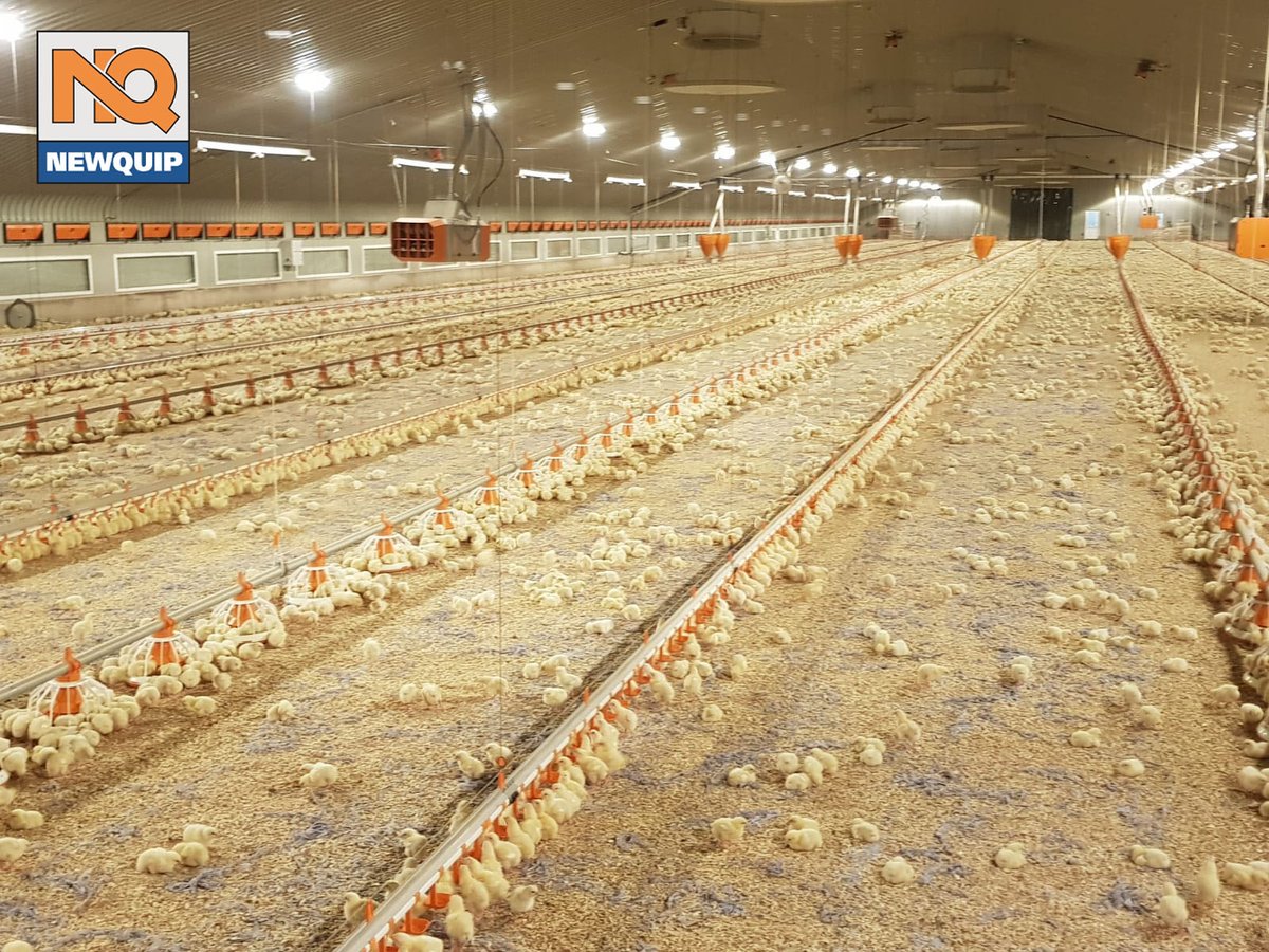 NewquipLtd's tweet photo. 3rd crop settling into their surroundings nicely for our customer near Tamworth. Their first two crops yielded over 400 EPEF*! Fingers crossed for the hat trick! ๐ช๐ผ๐ฅ๐
*European Production Efficiency Factor
#Newquip #BritishPoultry #ukfarming #BigDutchman #committedtopoultry https://t.co/tJgercYREL