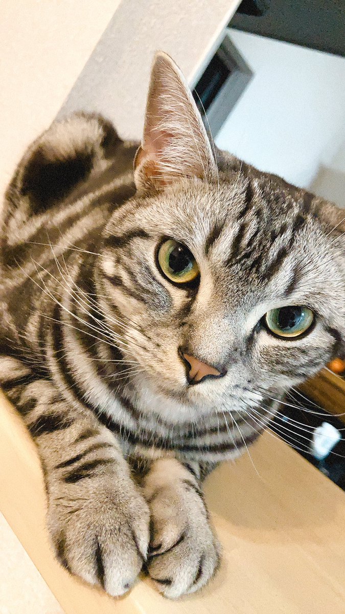 Sase_Colt0709's tweet photo. 経過観察88日目🐱
体温⭕️
食欲⭕️
貧血⭕️
うんち⭕️
#猫好きさんと繋がりたい
ドアップでも全然お構いなしのコルトです🥰どんなに携帯を近づけても怖がらないし肝が据わっててすごいなと思います😂今日はうんちの調子が良くて偉かったねコルト☺️💪✨ https://t.co/IpIqCbL1IX