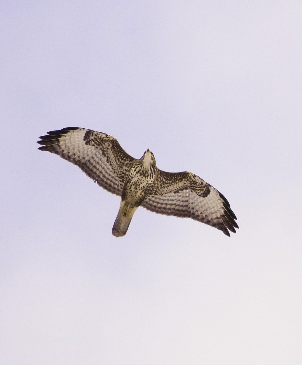 The greatest move of #commonbuzzard of december in Estonia have been recorded during the last days - over 100 birds at Saaremaa island. 12 birds in the biggest flock. Such permanent snow cover is uncommon in the early winter that probably has pushed the buzzards from the North.