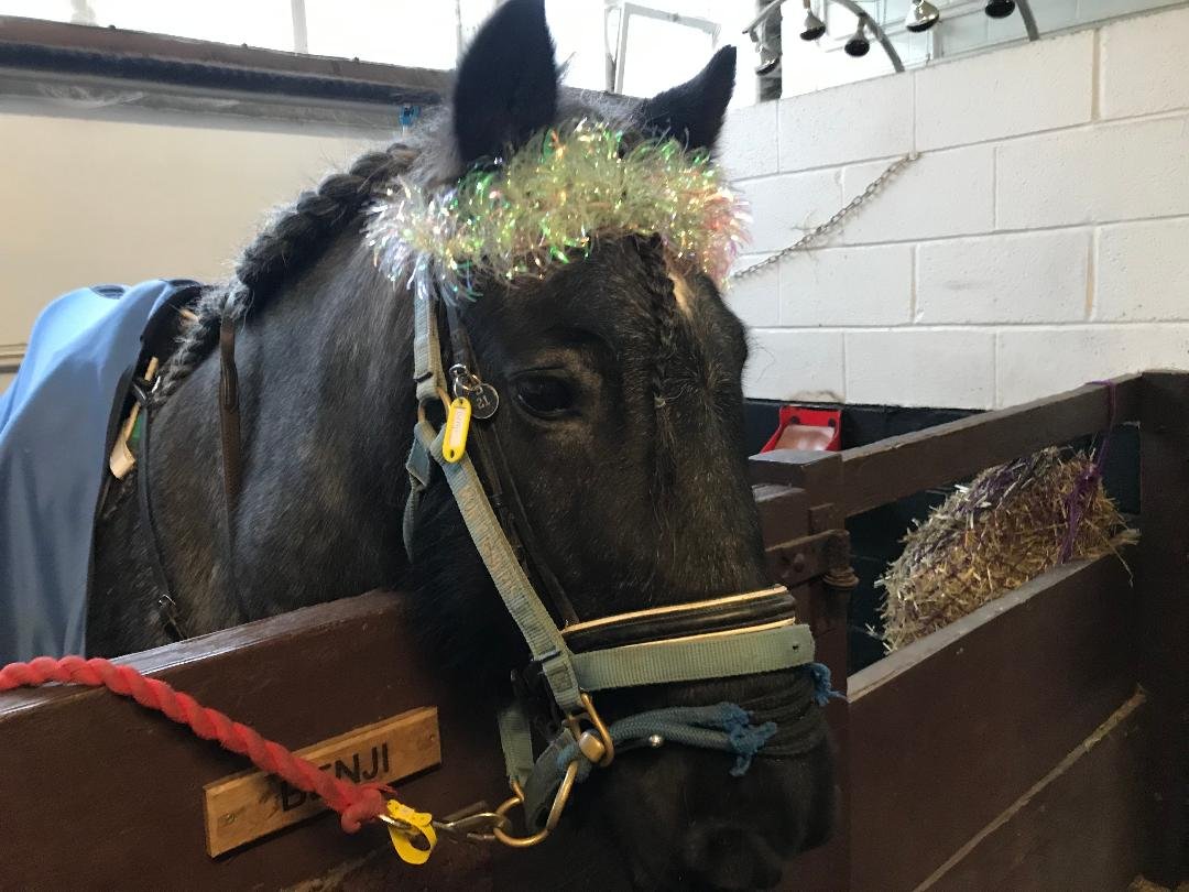 Festive ponies 🎄🐴🎄