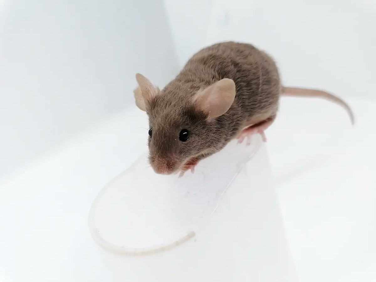 MouseryRainbow's tweet photo. Everyone behaved so well for their photoshoot! ☺️ These chocolate drops won't be staying with us, but are going to wonderful homes ❤️ https://t.co/NMJV05DXOE