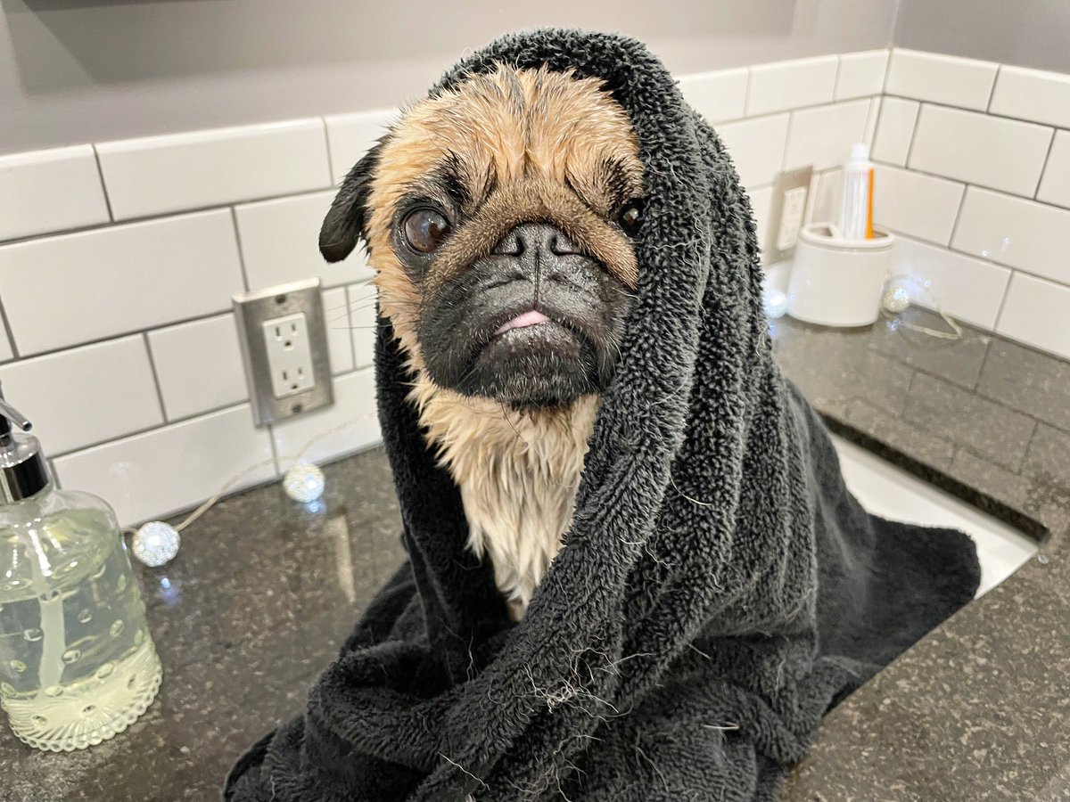 IgorPugDog's tweet photo. Ya know I produce a calendar every year right? Well … bath day is NOT on this years calendar.
~ Z man
#tongueouttuesday
#pug #soaday #bathtime #doggrooming #ldnont https://t.co/jQz81AzFf3