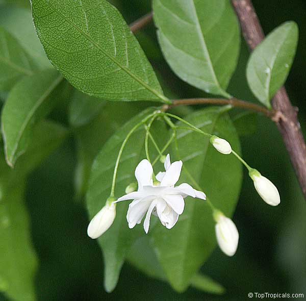 toptropicals's tweet photo. #Wrightia religiosa is a #rareplant with heavily #fragrantflowers. This variety is easier to grow. Because of its fast growth rate it can be trained into a #bonsaitree. Traditionally used as a #medicinalplant.
https://t.co/uVb6K64wkG
#floweringshrubs
#TuesdayTreat https://t.co/YQszHPPKPV
