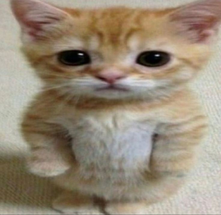 Armin89404613's tweet photo. شرايكم افتح حساب تويت طبيعي نسولف فيه وذا اخليه حق الهورني لا تخافو ما بسحب على ذا بس بشوف الفكره حلوه او لا رغم مدري وش اسولف فيه #معصيتيي_رlحتيي #ديوووث #قحـــــبةً #مهانه #قحاب_تويتر #يوري #ياوي #اعرض #ديووثة #معصيتيي_رlحتي_راحْتيٌ #ممحونه #احب_البنات #سكّسُ_كتابي #سكس https://t.co/PaB4FUOffy