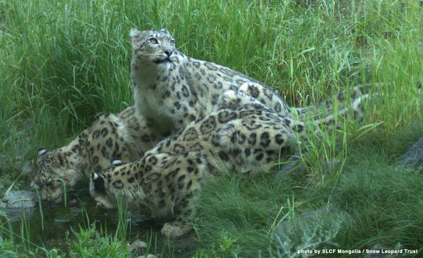 🗣️
Roaring THANK U to all presenters &amp; participants 4 sharing your experiences &amp; engaging throughout these 2 days of #EncounterUncia👏

🔑Tomorrow we'll close with a live panel discussion &amp; Award Ceremony @ 15h30 Bishkek🥇

🔔Don't miss⏩x.com/i/spaces/1lDGL… #WildlifeWednesday