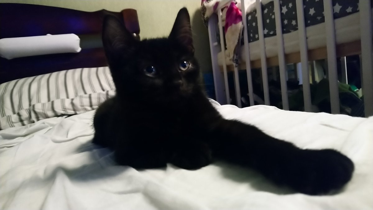 Xarleth1's tweet photo. Воспитывать кота сложнее чем ребёнка. Но что за жизнь без преодоления сложностей? https://t.co/cPG1L6yFRL